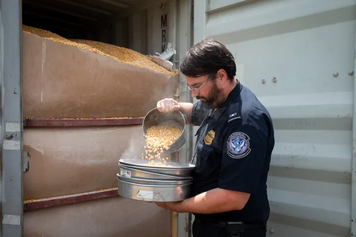 A US customs agriculture specialist takes a sample of grain from a shipping container